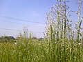 2009年5月5日 (火) 18:40時点における版のサムネイル