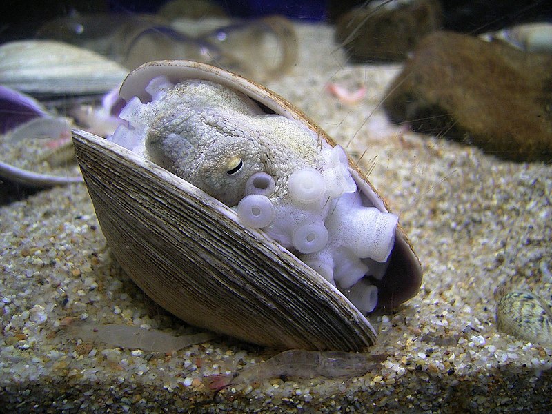 File:Octopus in the shell.jpg