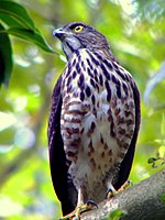 Старый друг Accipiter trivirgatus.jpg