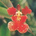 Oncidium "AGolden Sunset Aisaka"