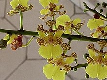 Oncidium cebolleta.jpg