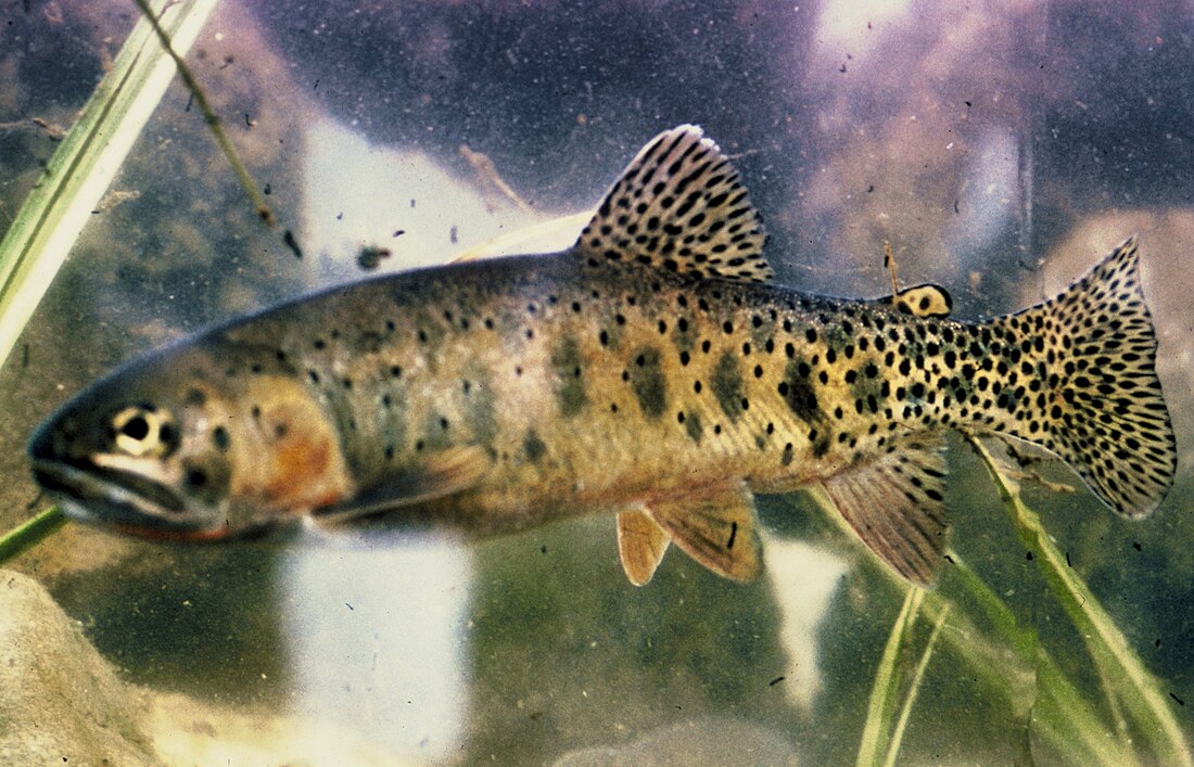 Oncorhynchus clarkii