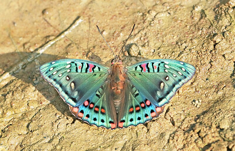 File:Open wing Mud puddling of Euthalia lubentina (Cramer, 1777) - Gaudy Baron (Male) WLB IMG 8062a.jpg