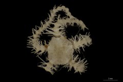 File:Ophiacantha trivialis - OPH-000285 hab-dor.tif (Category:Echinodermata in the Natural History Museum of Denmark)