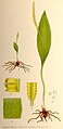 Ophioglossum vulgatum plate 510 in: C.A.M Lindman: Bilder ur Nordens Flora first edition: (1901-1905) supp. edition (1917-1926)