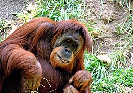 Sumatros orangutanas (Pongo abelii)