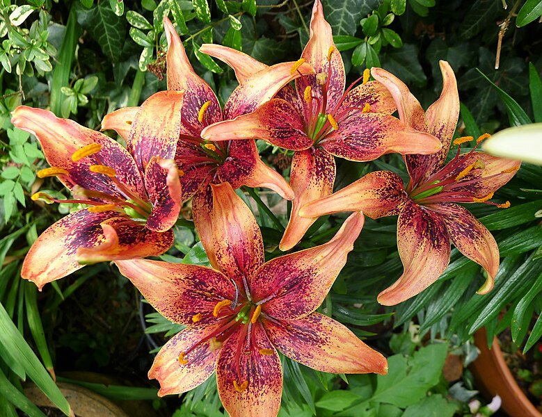 File:Oriental Lilies (35596676260).jpg