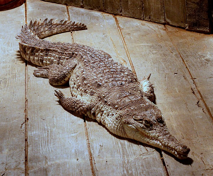 File:OrinocoCrocodile.jpg
