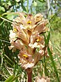 Orobanche lutea Schwäbische Alb Germany