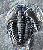 Fossil of the Cambrian trilobite Orygmaspis Orygmaspis contracta CRF.jpg
