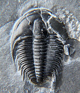 <i>Orygmaspis</i> Genus of trilobites