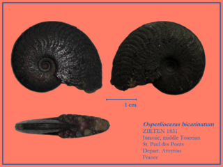 <i>Osperleioceras</i> Genus of molluscs (fossil)