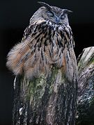 Uhu (Bubo bubo) – heimisch in Grube 7