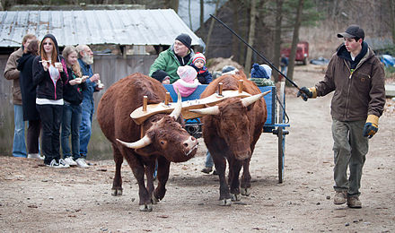 Ox cart at Merrifield Farm
