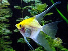 Sunset blushing veil angelfish - P. scalare P.scalare.sunset blushing.neil916.jpg