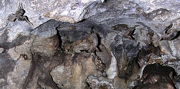 Guacharos en vol dans la Cueva de los Guacharos de Soritor (Yorongos, Rioja, San Martin, Pérou).