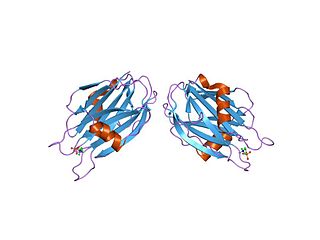 Sea anemone cytotoxic protein