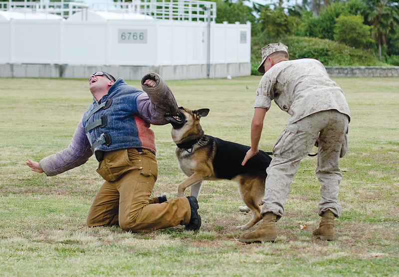 File:PMO K-9 unit conducts bite training 150415-M-TH981-005.jpg