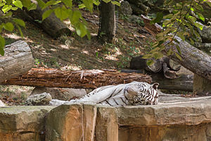 Panthera tigris (Tigre blanc) - 391.jpg