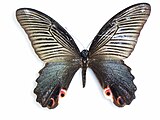 Papilio protenor femelle