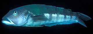 Blue cod Species of fish