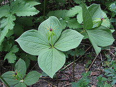 Dalac (Paris quadrifolia)