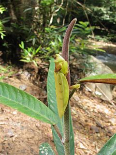 <i>Helvia</i> Genus of praying mantises