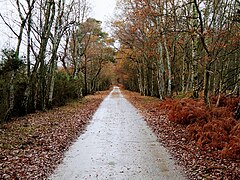 Weg Herbst überspringen mit gemeinsamen Naturschutzwäldern 2.jpg