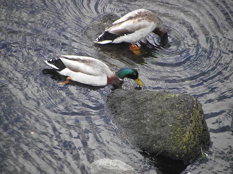 File:Patos reais.JPG