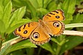 Motýl Junonia almana