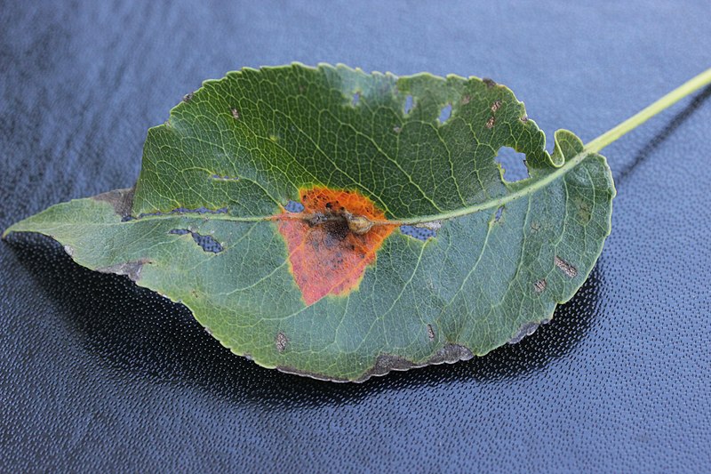 File:Pear Rust - Gymnosporangium sabinae on Pyrus cf. pyraster (44793330114).jpg