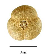 Peganum harmala fruit Peganum-harmala-fruit (cropped).jpg