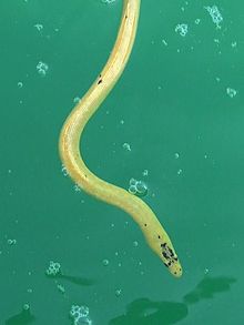 sea snakes in the gulf of mexico