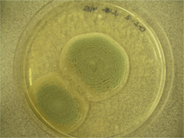 Penicillium plate 2.png