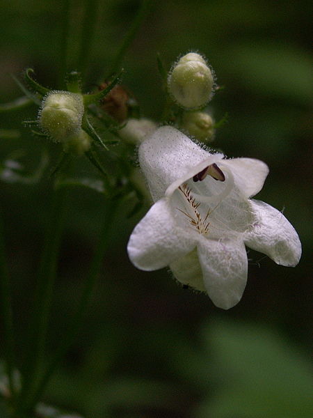 File:Penstemon-digitalis-2014-06-09-Schenley-Park-03.jpg