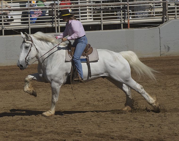 File:Percheron race.jpg