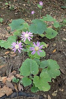 Pericallis tussilaginis kz2.jpg