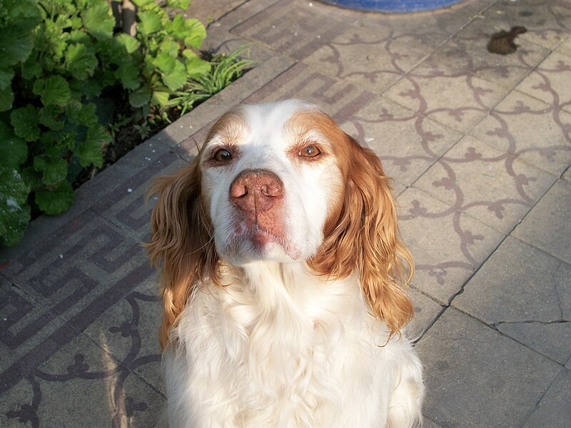 File:Perro breton.jpg