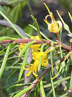 <i>Persoonia hindii</i> Species of shrub