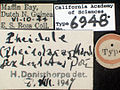 Pheidole sexdentata castype06948 label 1. jpg