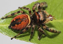 Phidippus clarus 8672.jpg