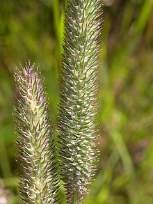 Phleum pratense (3811873040) .jpg