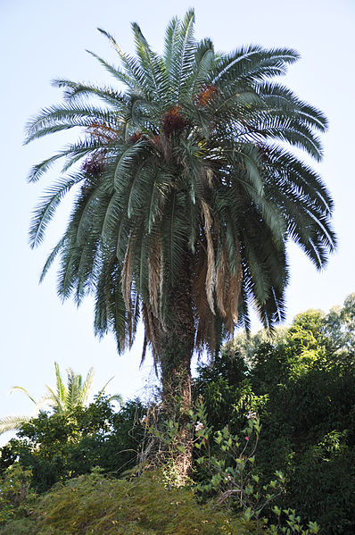 File:Phoenix canariensis Canary Island Date Palm ფინიკის პალმა.JPG