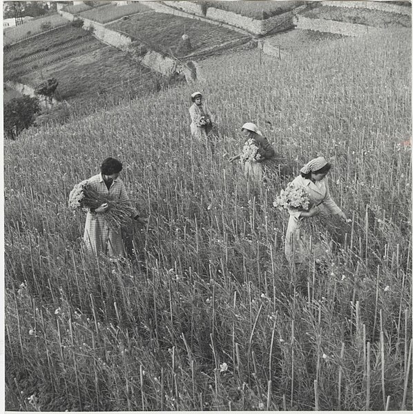 File:Photo Women collecting carnations 1962 - Touring Club Italiano 1.2410.jpg