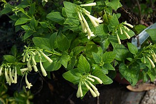 <i>Phygelius aequalis</i> Species of shrub