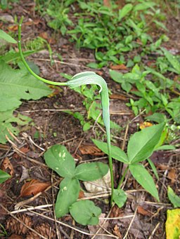 Pinellia ternata 5