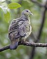 Pink-necked Green-Pigeon (Treron vernans) - Flickr - Lip Kee.jpg
