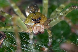 <i>Thaumasia</i> Genus of spiders
