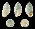 * Nomination Shell of an Argentinian land snail, Plagiodontes daedaleus --Llez 06:38, 22 March 2020 (UTC) * Promotion  Support Good quality.--Famberhorst 06:48, 22 March 2020 (UTC)