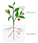 Plant with its microbiomes